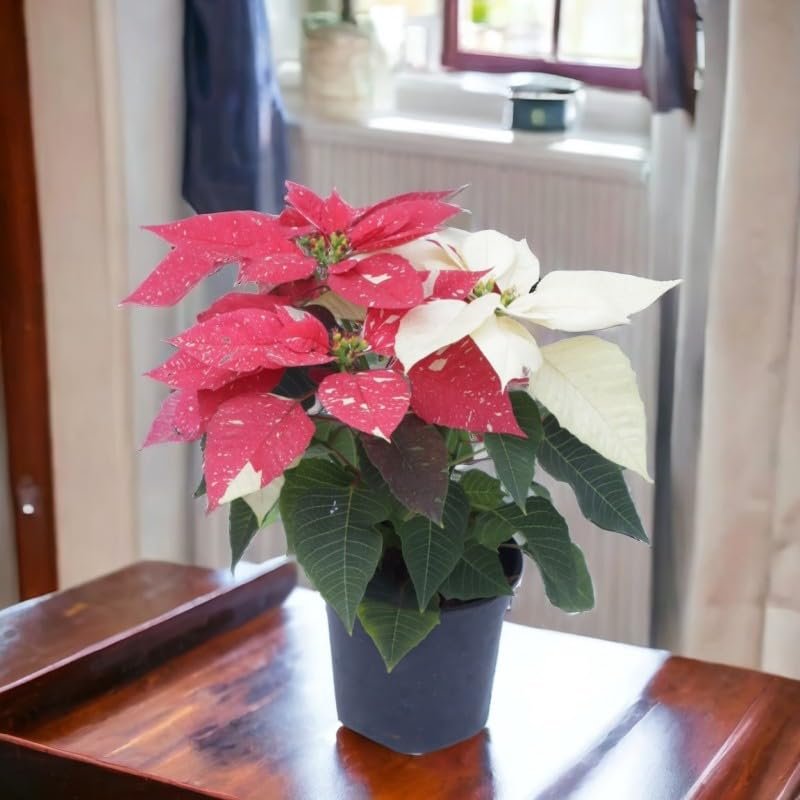 Poinsettia 'Mini'